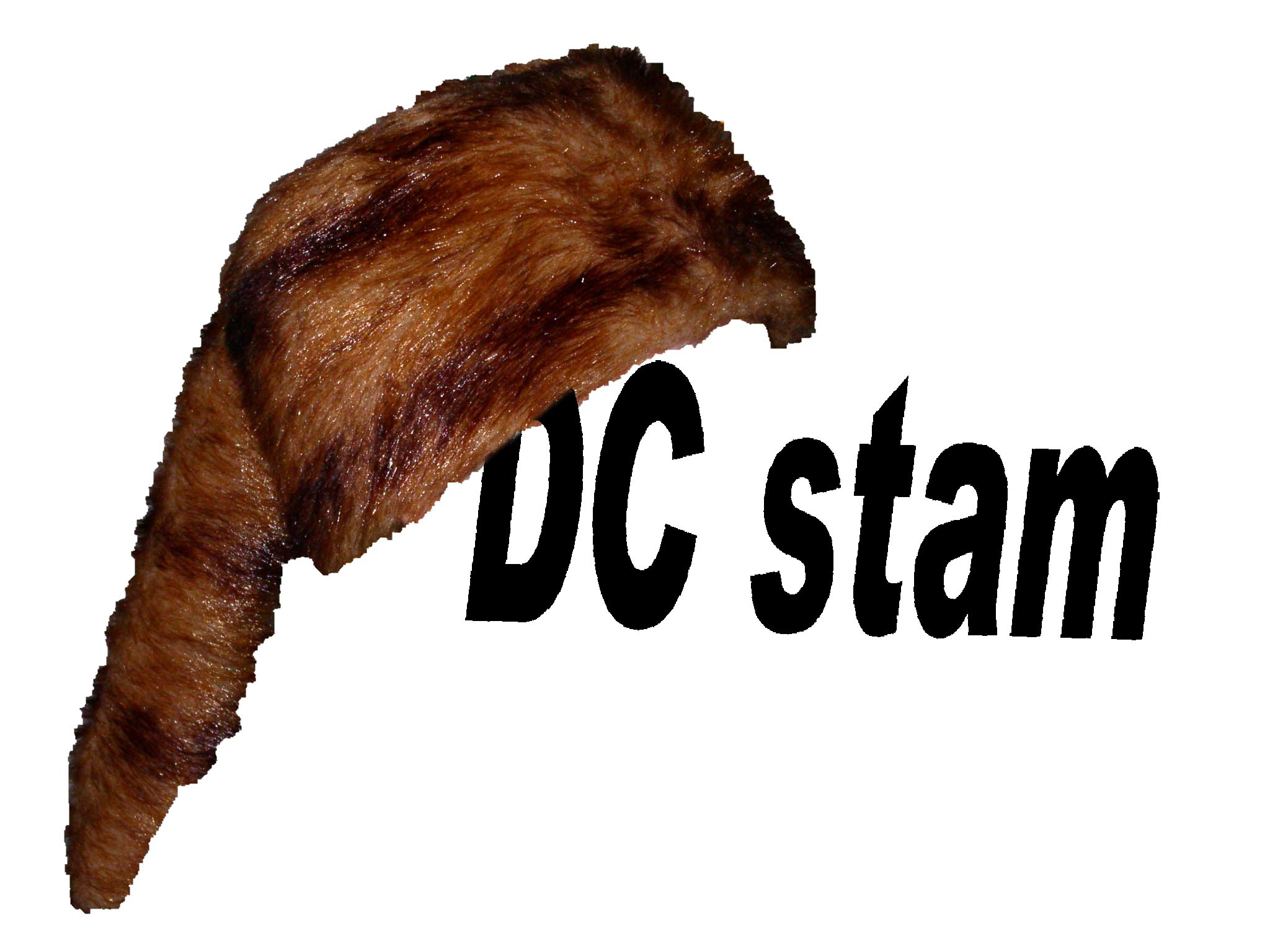 stam